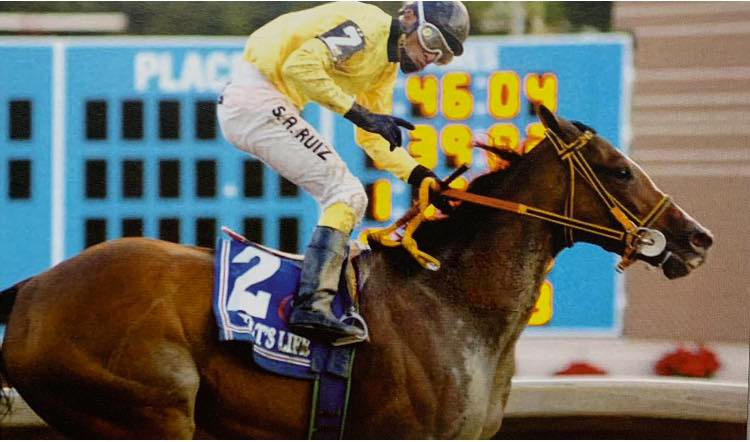 Caballo pura sangre 'That's Life'